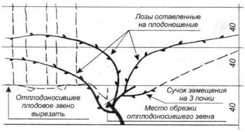 Чем обработать виноград осенью от вредителей и болезней. Подготовительные работы перед укрытием
