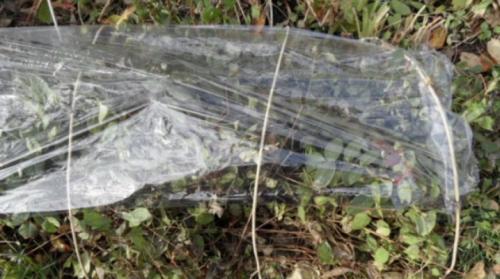 Как на зиму укрывать клематисы. Как подготовить клематисы на зиму?