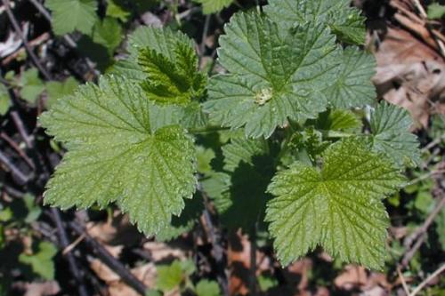 Когда сажать смородину в Подмосковье. Посадка