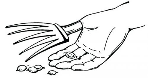 Доспеет ли виноград дома. Может ли виноград дозреть дома 06