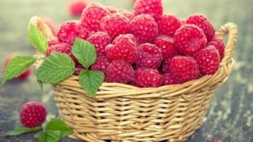 Малина Ремонтантная Сорта Обсуждение