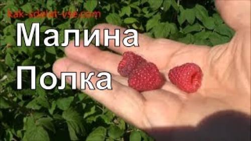 Малина Ремонтантная Сорта Обсуждение