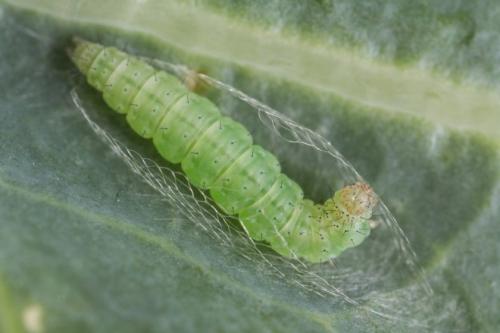 Зеленая гусеница На капусте. Описание вредителя