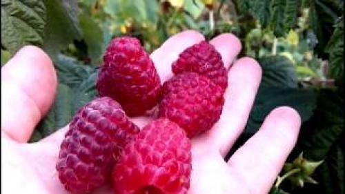 Малина Ремонтантная Сорта Обсуждение