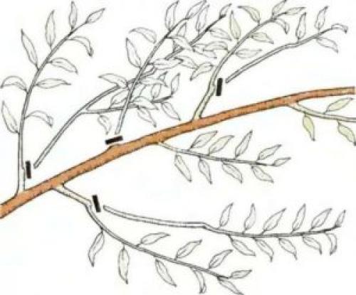 Укрытие на зиму персика. Правильное укрытие персик на зиму 07 Укрытие на зиму персика. Правильное укрытие персик на зиму 07