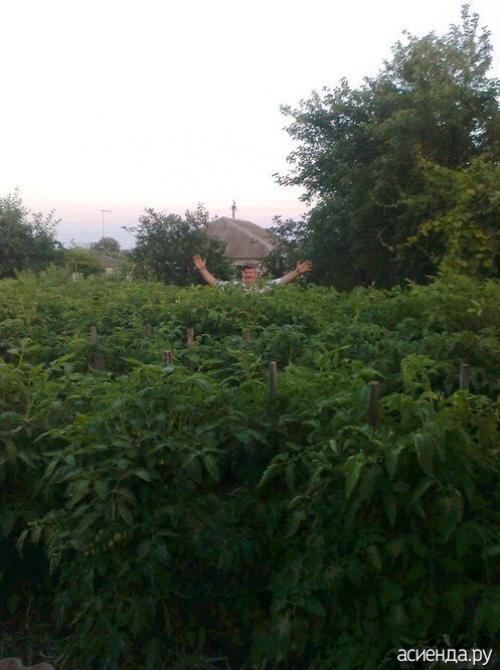 Томат Рио Гранде форум. Помидоры Рио Гранде. Собственный опыт. (Восстановленный пост).