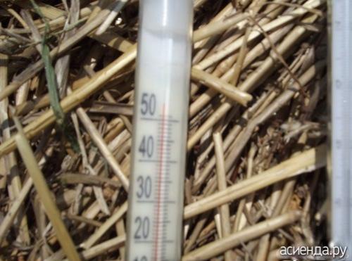 Томат Рио Гранде форум. Помидоры Рио Гранде. Собственный опыт. (Восстановленный пост).