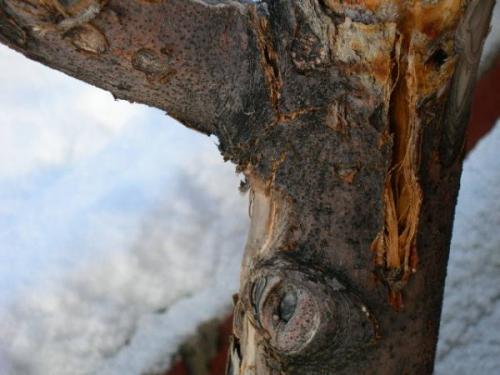 Коричневые пятна на листьях молодой яблони. Грибковые