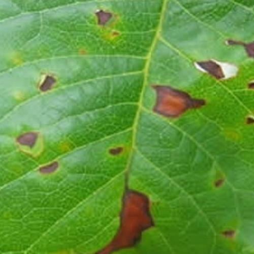 Ржавчина на груше чем лечить. Симптомы ржавчины 04 Ржавчина на груше чем лечить. Симптомы ржавчины 04