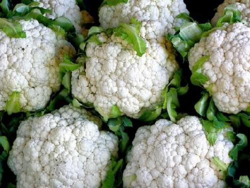 Как часто поливать цветную капусту. Как правильно поливать и подкармливать цветную капусту