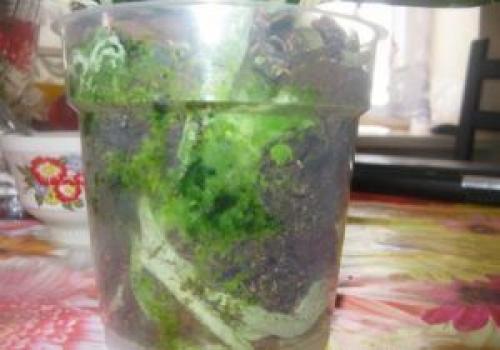 Зеленый налет на земле в горшке. Появление зеленого мха в горшке с орхидеей