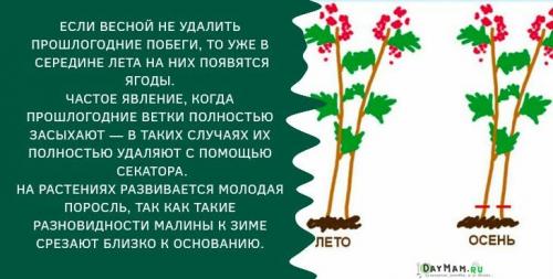 Посадка малины осенью в подмосковье. Посадка ремонтантной малины осенью в открытый грунт