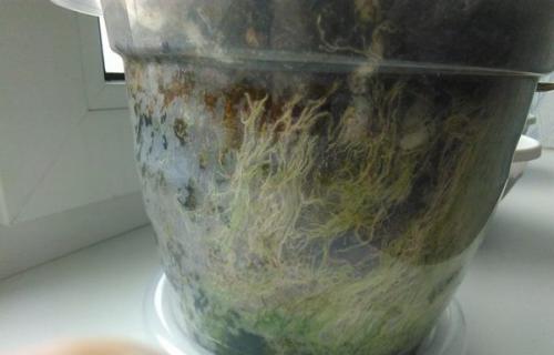 Зеленый налет на земле в горшке. Появление зеленого мха в горшке с орхидеей