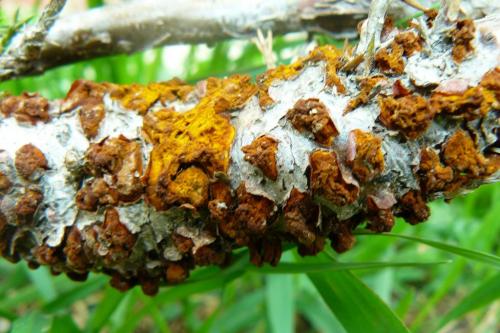 Ржавчина на груше чем лечить. Симптомы ржавчины