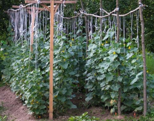 Стойки для подвязки малины. Какие виды шпалер существуют, как сделать своими руками, инструкции и опыт участников FORUMHOUSE