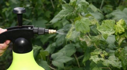 Когда цветет ремонтантная малина. Внесение удобрений весной