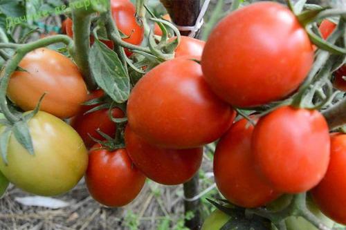 Томат Рио Фуего. Описание сорта томата Рио Фуего и его характеристики
