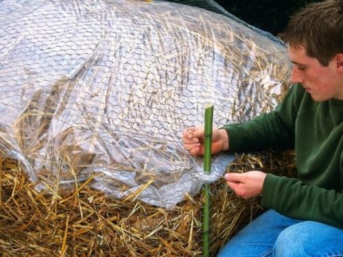 Как укрыть виноград на зиму очень хороший способ. Полуукрытие винограда