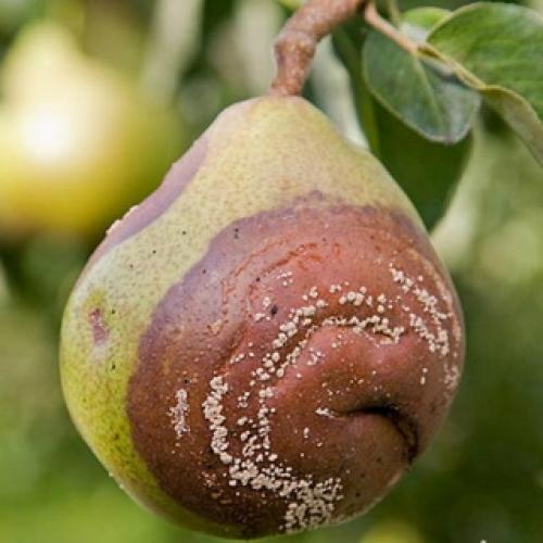 Ржавчина на груше чем лечить. Симптомы ржавчины 09 Ржавчина на груше чем лечить. Симптомы ржавчины 09