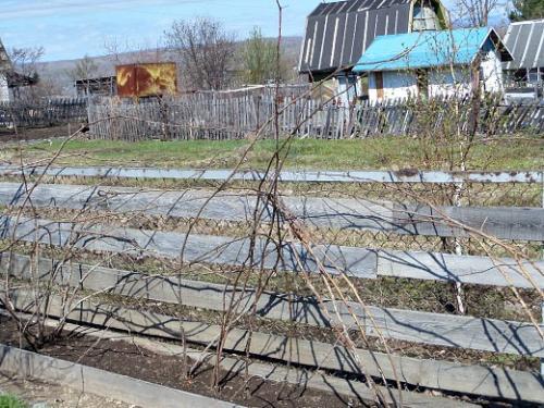 Отличие ремонтантной малины от обычной весной если не срезали осенью. Навигация по записям