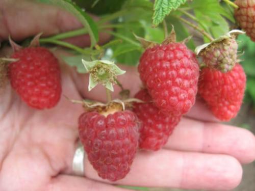 Малина красная Рубин из семян. Малина сорт Рубин Болгарский — проверенный лидер селекции Болгарии