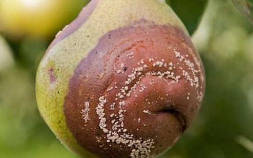 Болезни груши листья. Болезни плодов груши