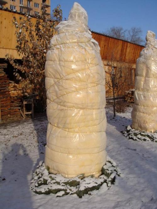 Укрытие на зиму персика. Правильное укрытие персик на зиму