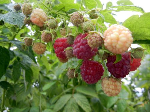 Можно ли семена малины посадить в грунт без стратификации. Как развести малину из семян 