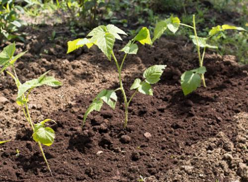 Размножение малины крапивкой. Размножение малины зелеными черенками. Фото.
