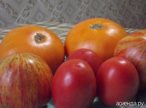Томат Рио Гранде форум. Помидоры Рио Гранде. Собственный опыт. (Восстановленный пост).