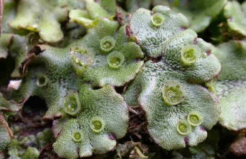 Почва покрывается мхом, что делать