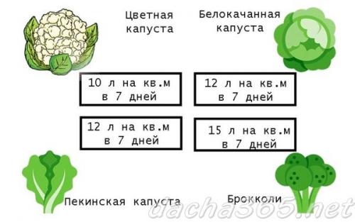 Как часто поливать рассаду капусты. Когда и как часто поливать капусту
