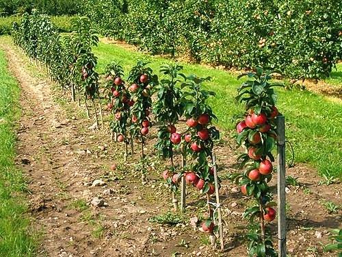 Обрезка колоновидных яблонь осенью схема. Схема обрезки колоновидных яблонь