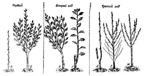 Обрезка колоновидных яблонь осенью схема. Схема обрезки колоновидных яблонь