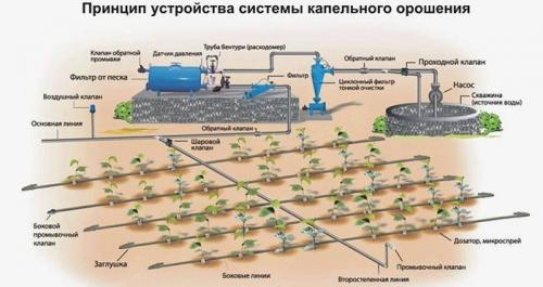 Капельный полив капусты. Советы, как правильно поливать кочанную капусту в открытом грунте