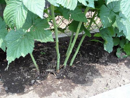 Отличие ремонтантной малины от обычной весной если не срезали осенью. Навигация по записям