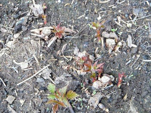 Отличие ремонтантной малины от обычной весной если не срезали осенью. Навигация по записям