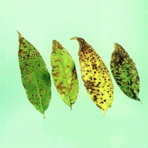 Коричневые пятна на листьях молодой яблони. Грибковые