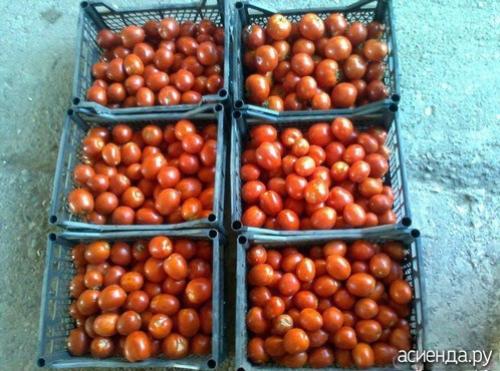 Томат Рио Гранде форум. Помидоры Рио Гранде. Собственный опыт. (Восстановленный пост).