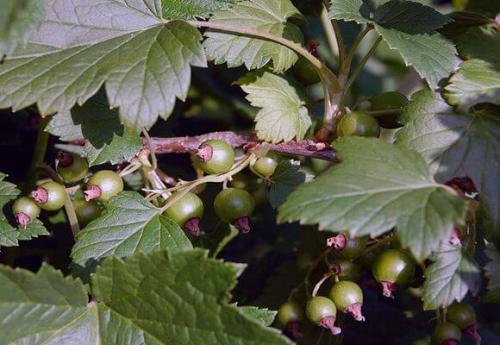 Размножение черной смородины отводками летом. Отводки