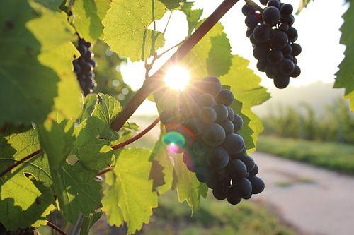 Укоренение черенков винограда в открытом грунте. 100% способ укоренения винограда