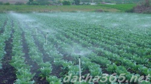 Как часто поливать рассаду капусты. Когда и как часто поливать капусту