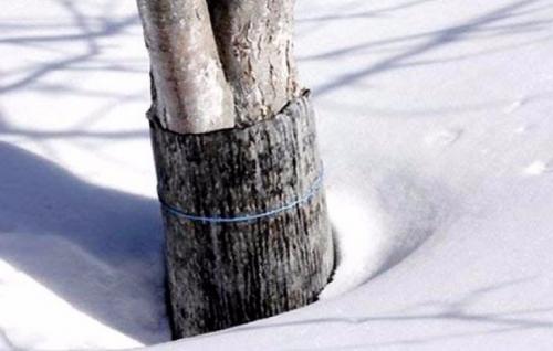 Как укрыть саженцы груши на зиму. Подготовка к зиме саженцев 04