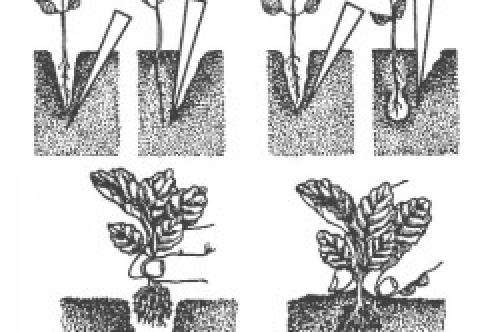 Как осенью поливать капусту. Как поливать капусту в августе и сентябре 05