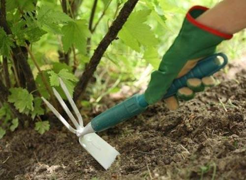 Почва покрывается мхом, что делать