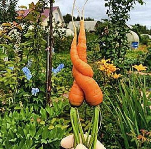 Проредить морковь на грядке. Прореживание моркови – залог вкусного урожая