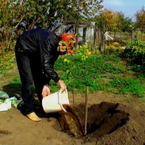 Как правильно посадить колоновидную яблоню осенью в средней полосе. Правила покупки саженцев 04