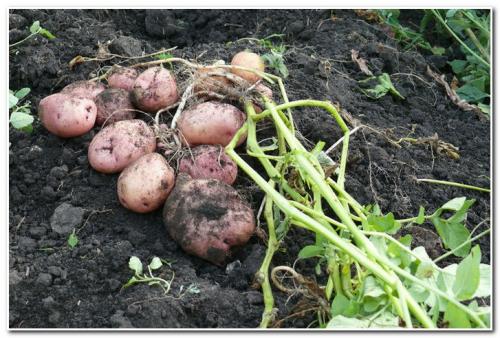 Подготовка почвы осенью под картошку. Правила подбора удобрений для разных видов почвы 10 Подготовка почвы осенью под картошку. Правила подбора удобрений для разных видов почвы 10