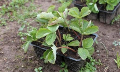 Когда лучше сажать клубнику. Как правильно выбрать и купить клубнику на посадку