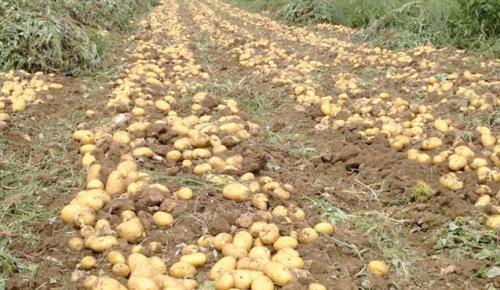 Подготовка земли под картошку осенью. Как подготовить землю под посадку картофеля? 03 Подготовка земли под картошку осенью. Как подготовить землю под посадку картофеля? 03